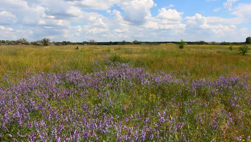 beautiful summer steppe with flowers