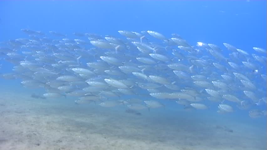 A school of spanish mackerel in shallow water. Captured on a 3CCD DVCAM Camera 16:9 anamorphic