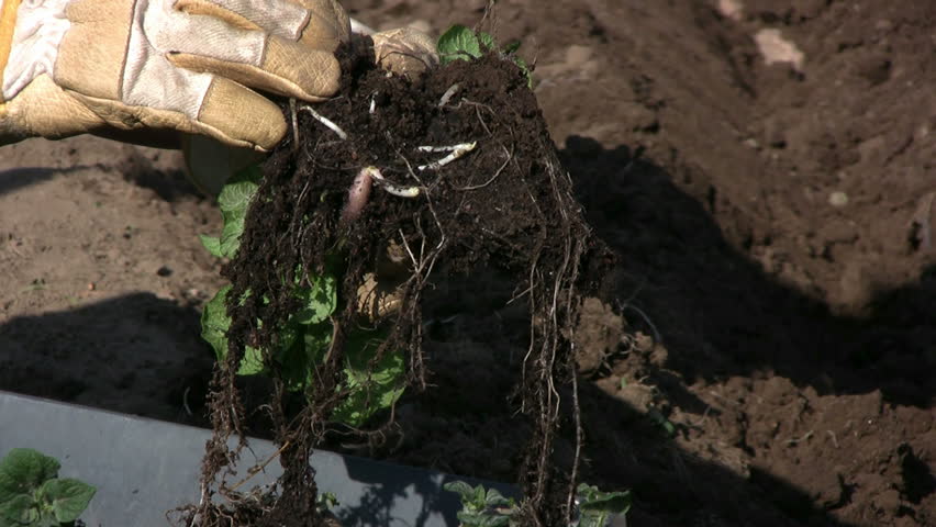 potato plant with small potatoes sprout