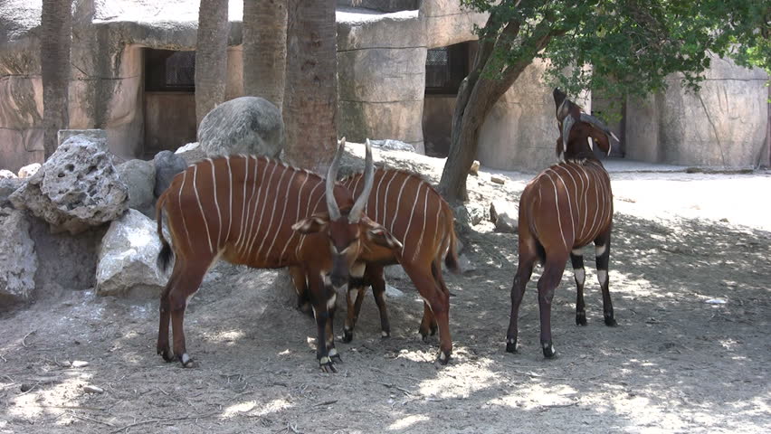 Video of a Bongo animal in the Gladys Porter Zoo sanctuary in Brownsville TX. Eating and walking. Wildlife from Africa. Don Despain of Rekindle Photo