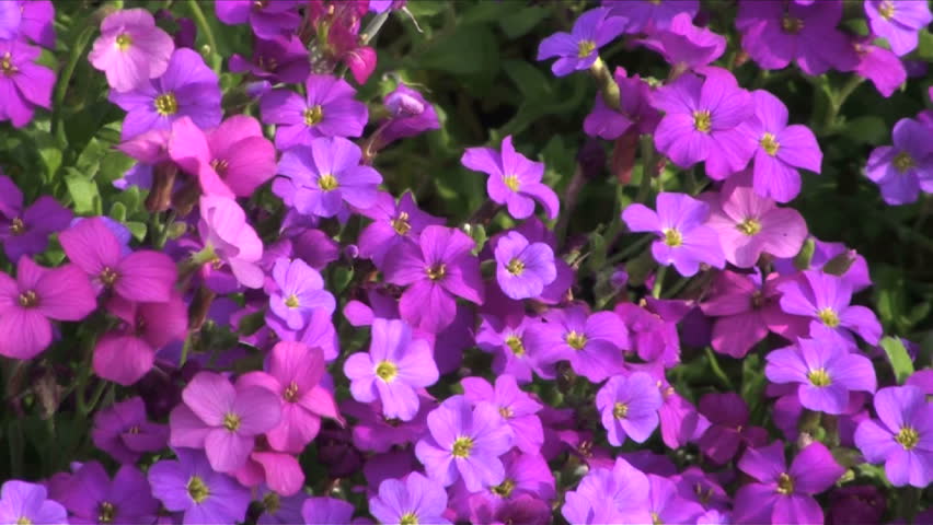 1920x1080 zoom out, burst of colorful flower field peppered with pansies.