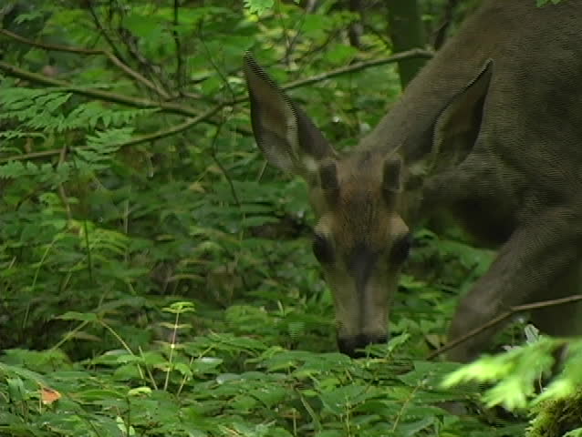 deer in forest