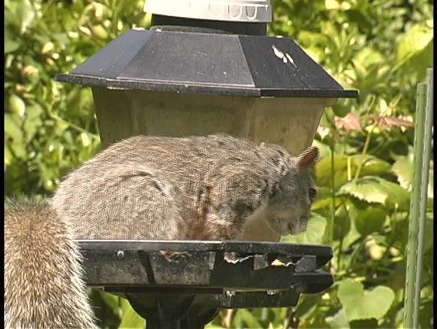 Squirrel Eats on Bird Feeder