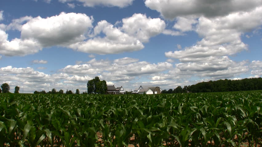 corn fields with a blue sky, a house and barn in the distance