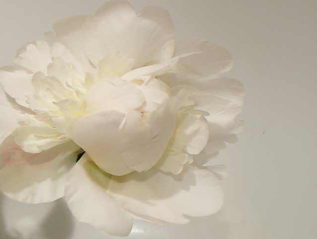timelapse close of blooming paeony 6 hour to 14 second