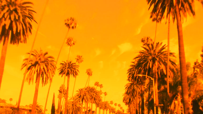 Palm Trees Orange Sunset