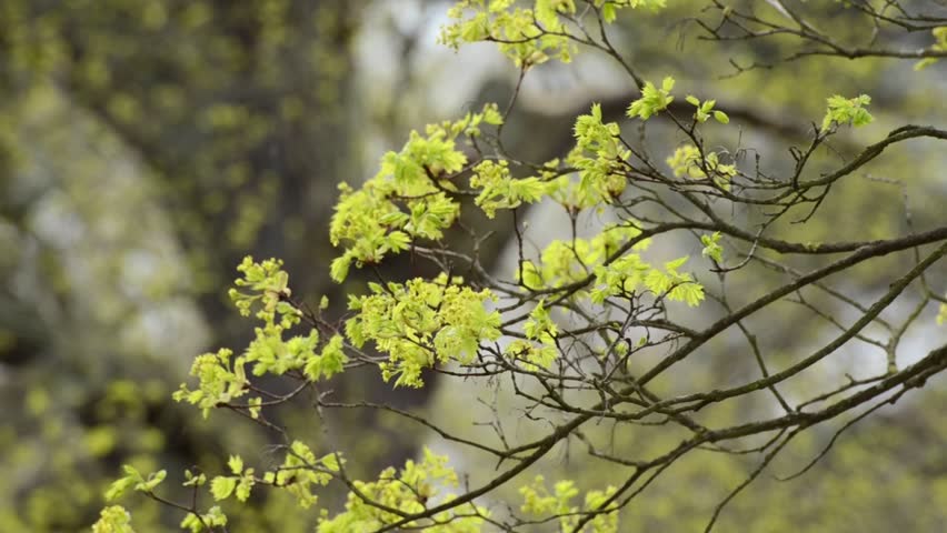 Header of Acer Platanoides