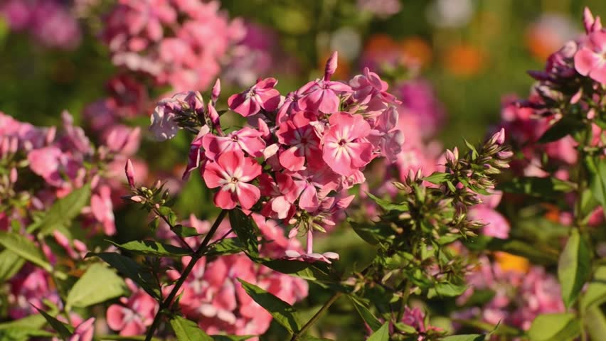 Garden Phlox Phlox Paniculata Eva Stock Footage Video 100 Royalty