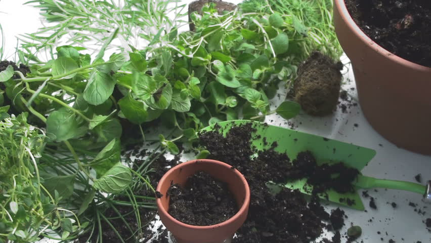 1920x1080 Gardener presses fresh dill in rich soil, waters, against background of mint, basil, oregano, rosemary, chives. 