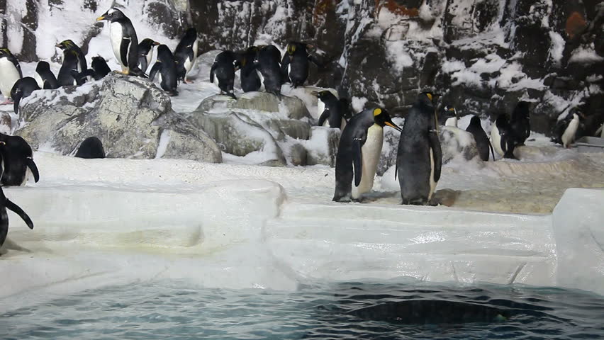 Emperor Penguins With some Jumping Out of the Water