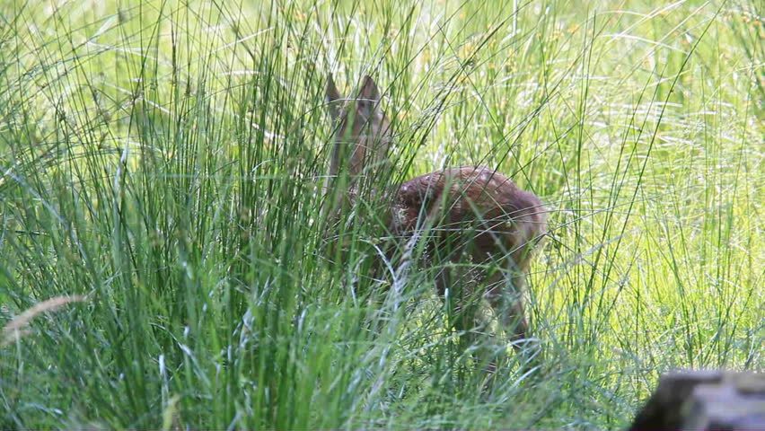fawn