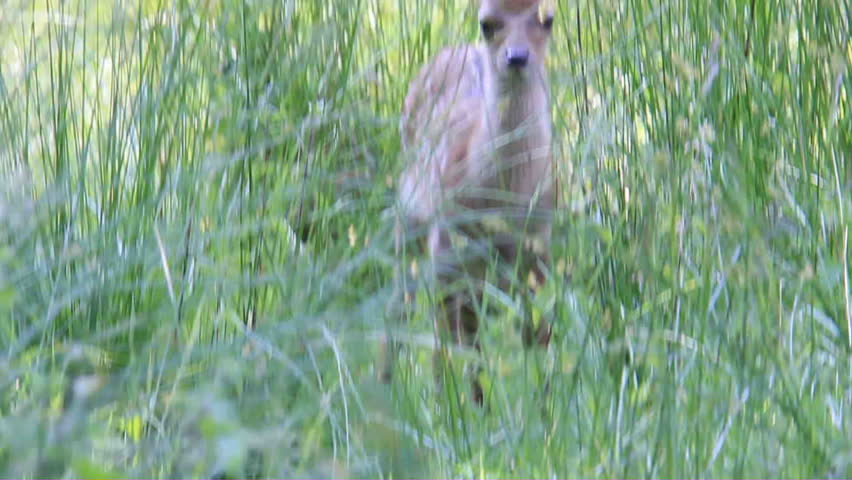 fawn