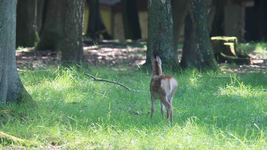 fawn