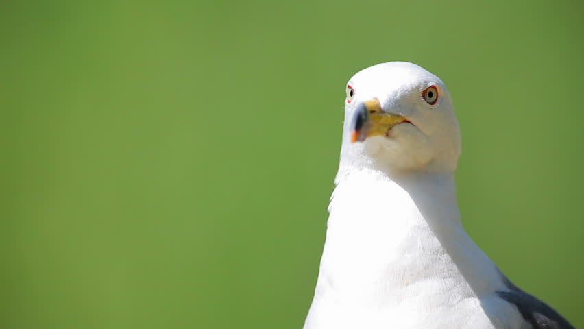 Curious Seagull