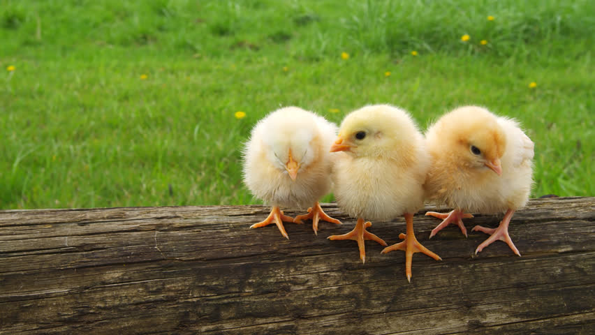 Three chicks