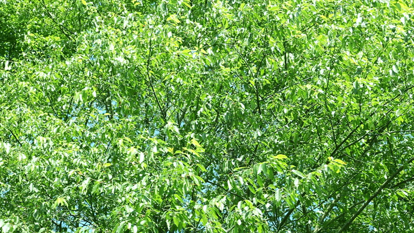Trees blowing in the wind