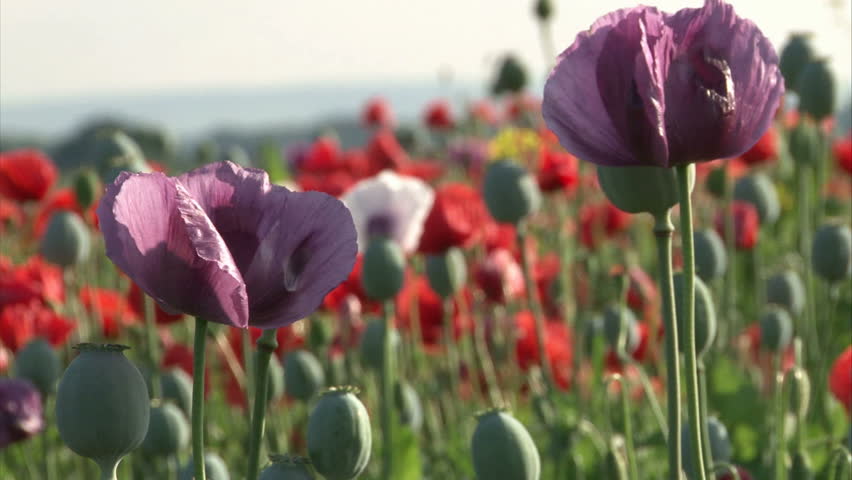Violet, white and red poppy bloom on the field shaking in the wind.