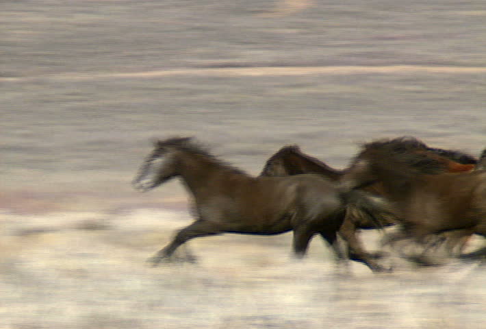 A group of wild horses move across the foothills near Reno, Nevada.