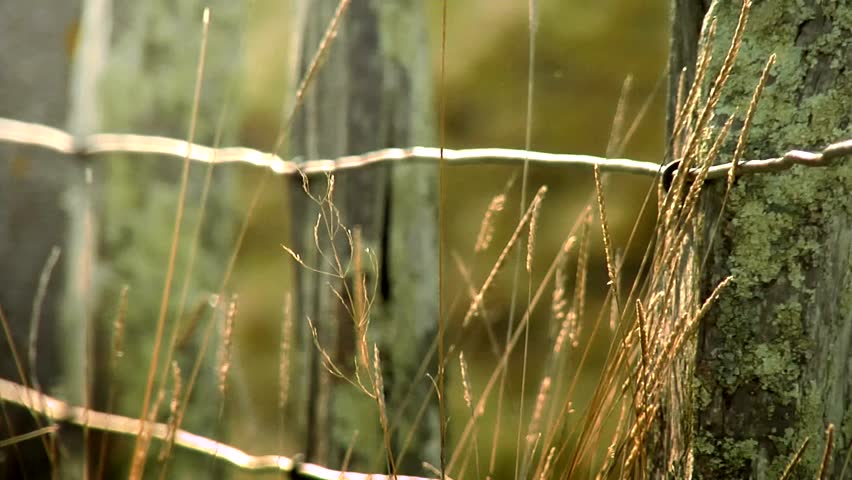 Old Barbed Wire Fence Old Barbed Wire Fence