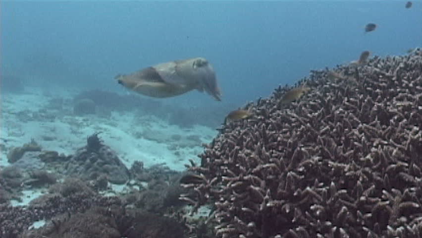 Common cuttlefish