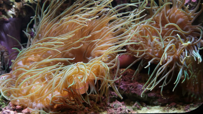 Bubble Tip Anemone - Entacmaea Quadricolor is a species of sea anemone of Indo-Pacific origin.