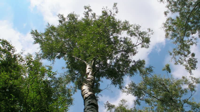 HD 720p: Green birch on the blue sky background 