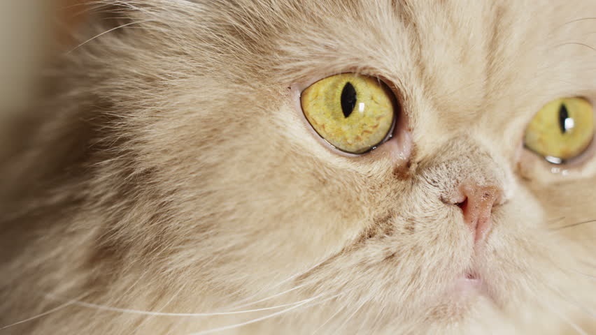 4k closeup shot of a fat yellow cat. Shot with Red Epic camera.