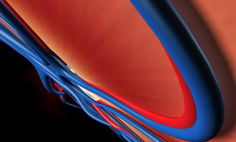 Digital footage of kidney in color background  