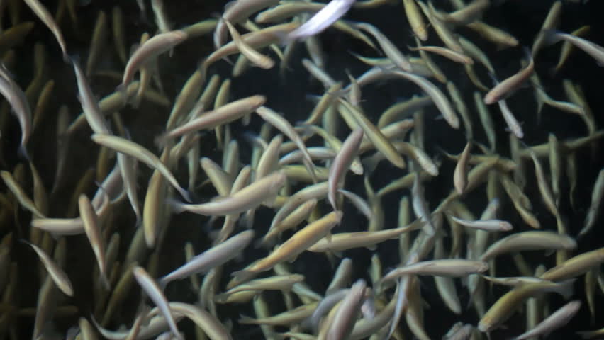 Video of albino rainbow trout. Overhead view of fish swimming against dark background. High breed fish in central Utah fish hatchery.