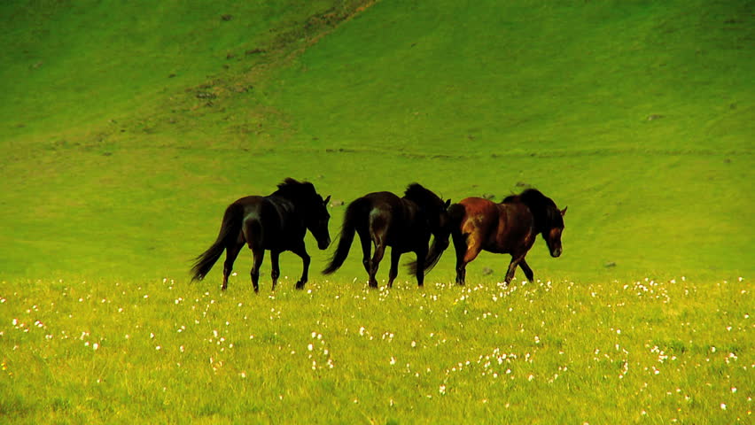 Herd of wild horses roaming freely on green pasture 60 FPS