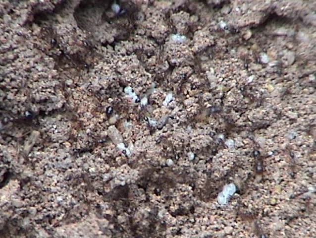 Fire ants work to safeguard the eggs, larva and pupae after having their mound disturbed.