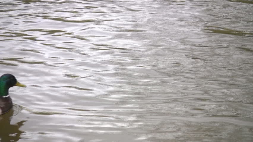 Two Mallard ducks fighting the current of a small river, slowly making their way from the left side to the right.