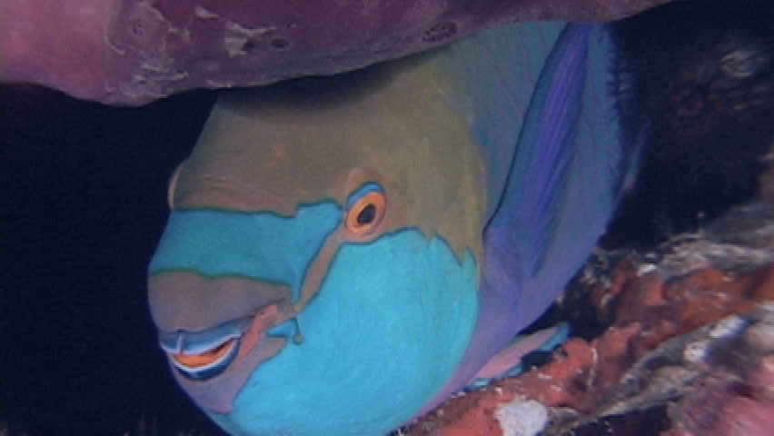 Knobsnout parrotfish