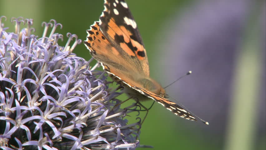 Painted Lady butterfly with opened wings is suckling nectar by proboscis from violet flower.