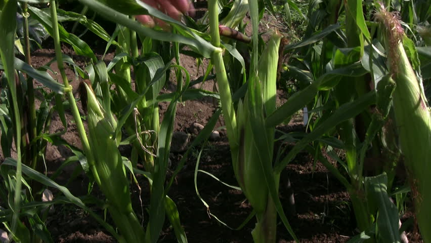 Picking corn