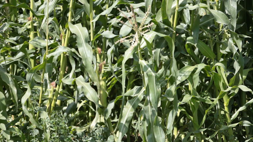 Growing corn crop in the breeze. Agriculture and farm operation. Nature. 
