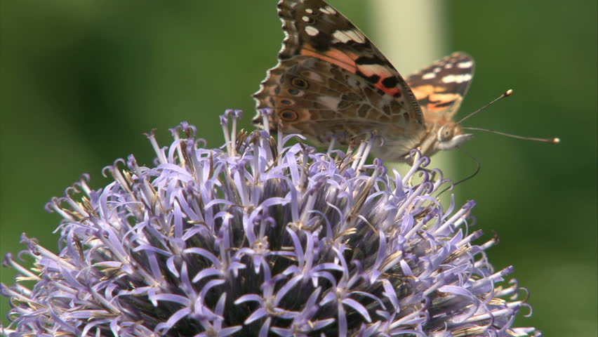 Painted Lady butterfly with opened wings is suckling nectar by proboscis from violet flower.
