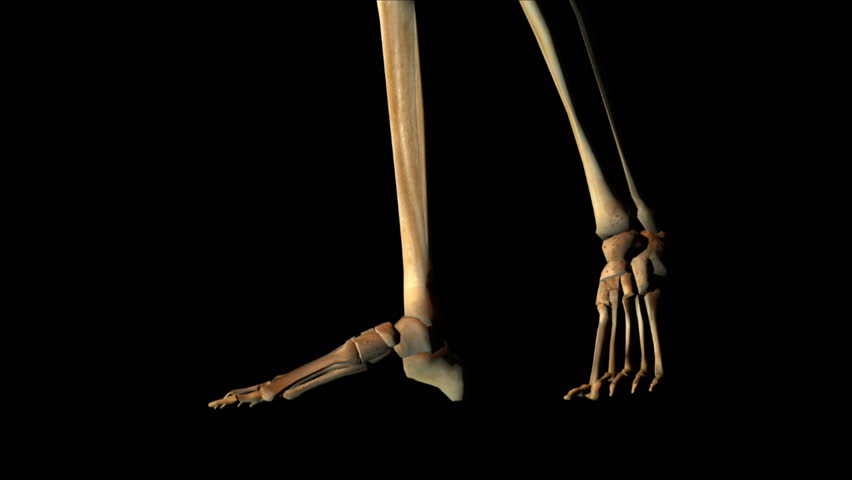 Computer animation of a human skeleton rotating on black background