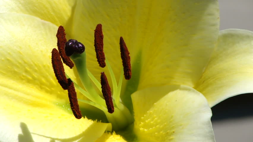 Lily anatomy. The single pistil is surrounded by pollen laden stamen  swaying in a light breeze 