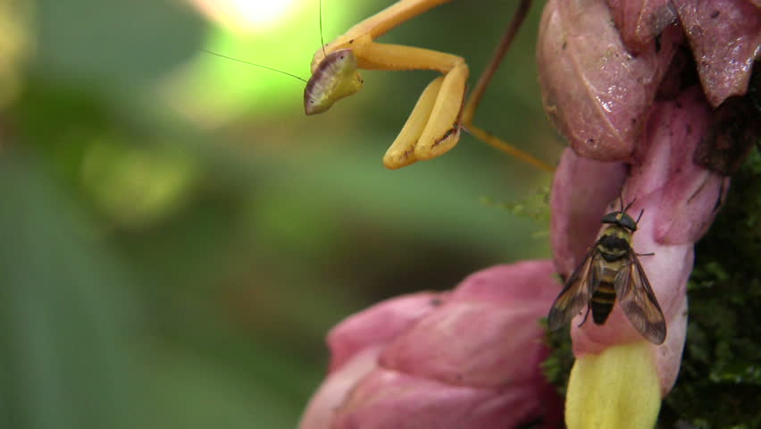 Praying Mantis catching a fly