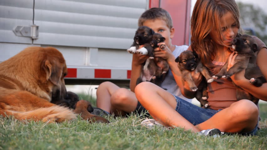 Two happy, laughing children playing with puppies bathed in the glow of the setting sun.
