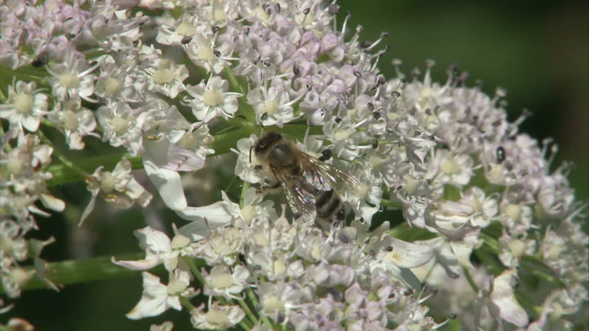 Pollination of big pink blossom flower. Close-up of pollen legs and body of honeybee.