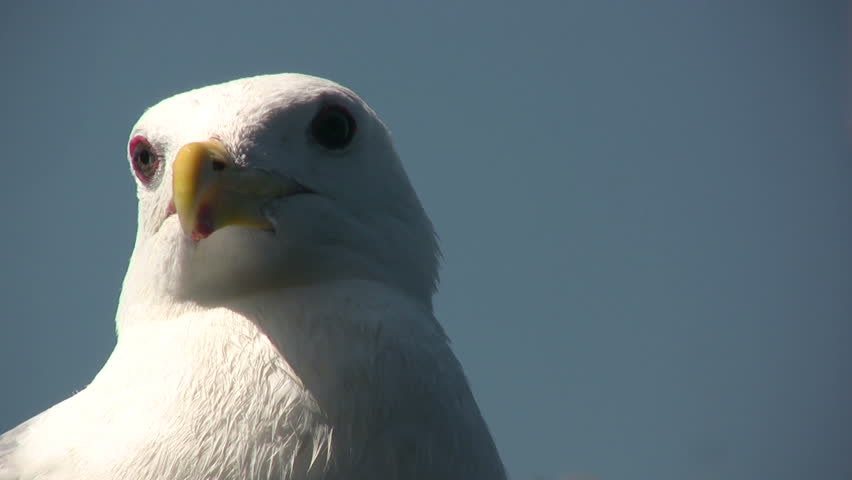 HD 1080i close-up shot of a Seagulls head.