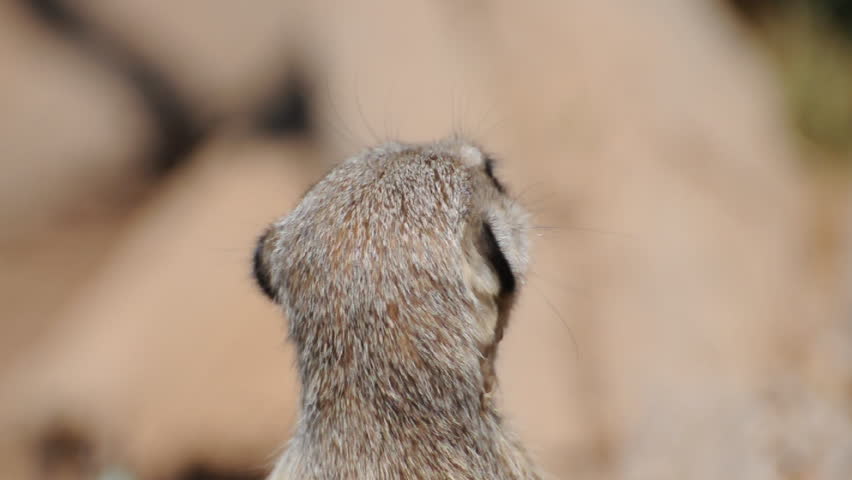 Meerkat