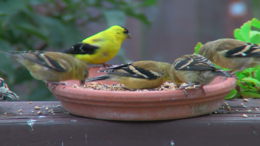 yellow goldfinches eating at the bird feeder