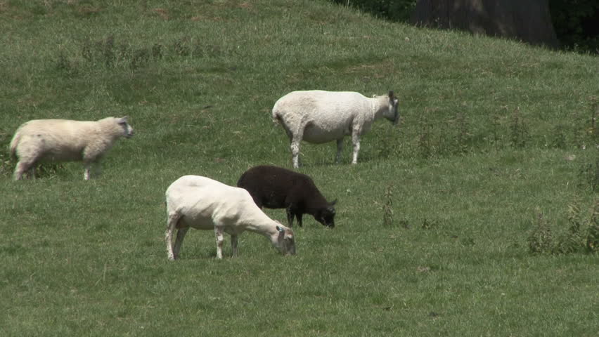 Group of ewes and lambs graze. HD.