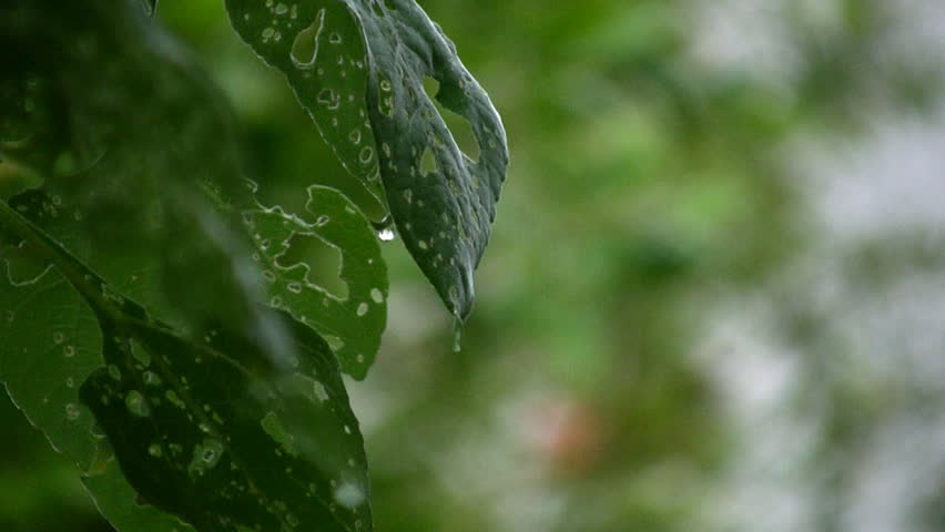 Flora and rain