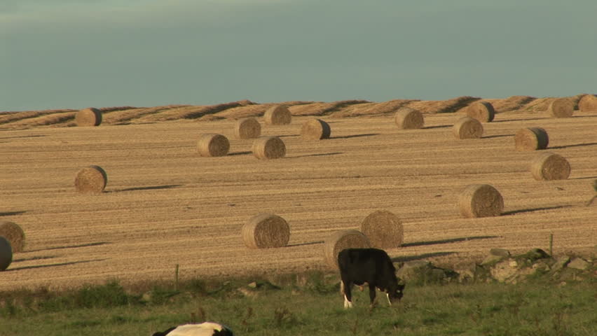 Agriculture - Field with cow