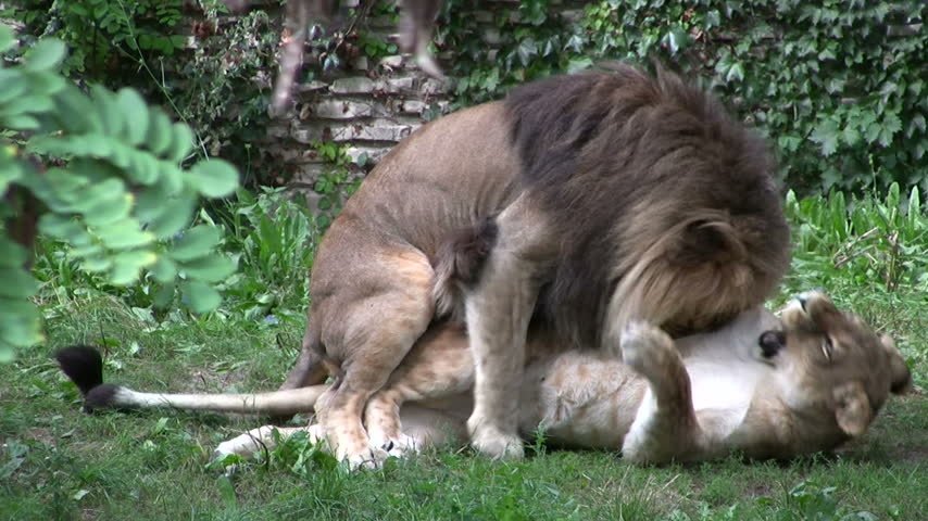Лев Занимается Сексом С Львицей