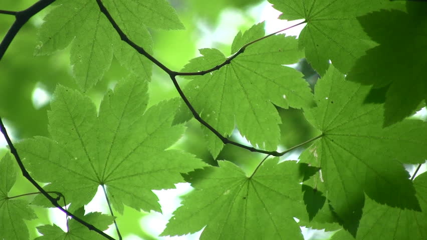 Amazing background shot of green maple leaves. HD 1080i